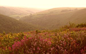 West Somerset & Exmoor - click for more information